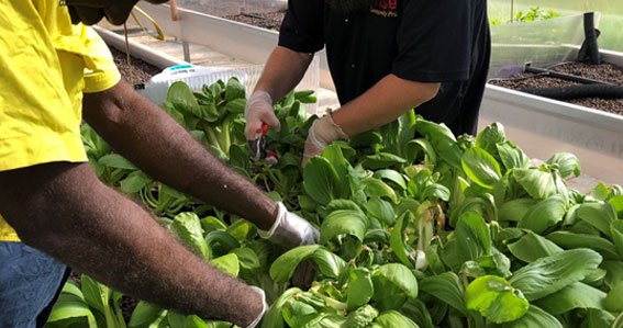 Food Ladder planting