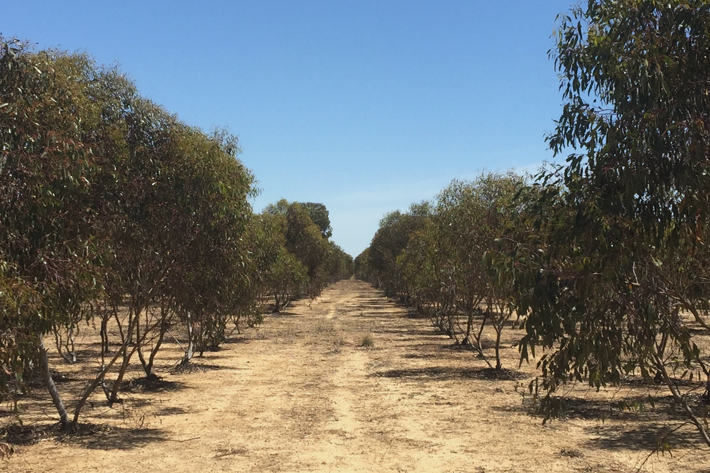 Thank you Resimac customers for helping to plant 35,000 trees! For every new Resimac loan settled, a native tree is planted.