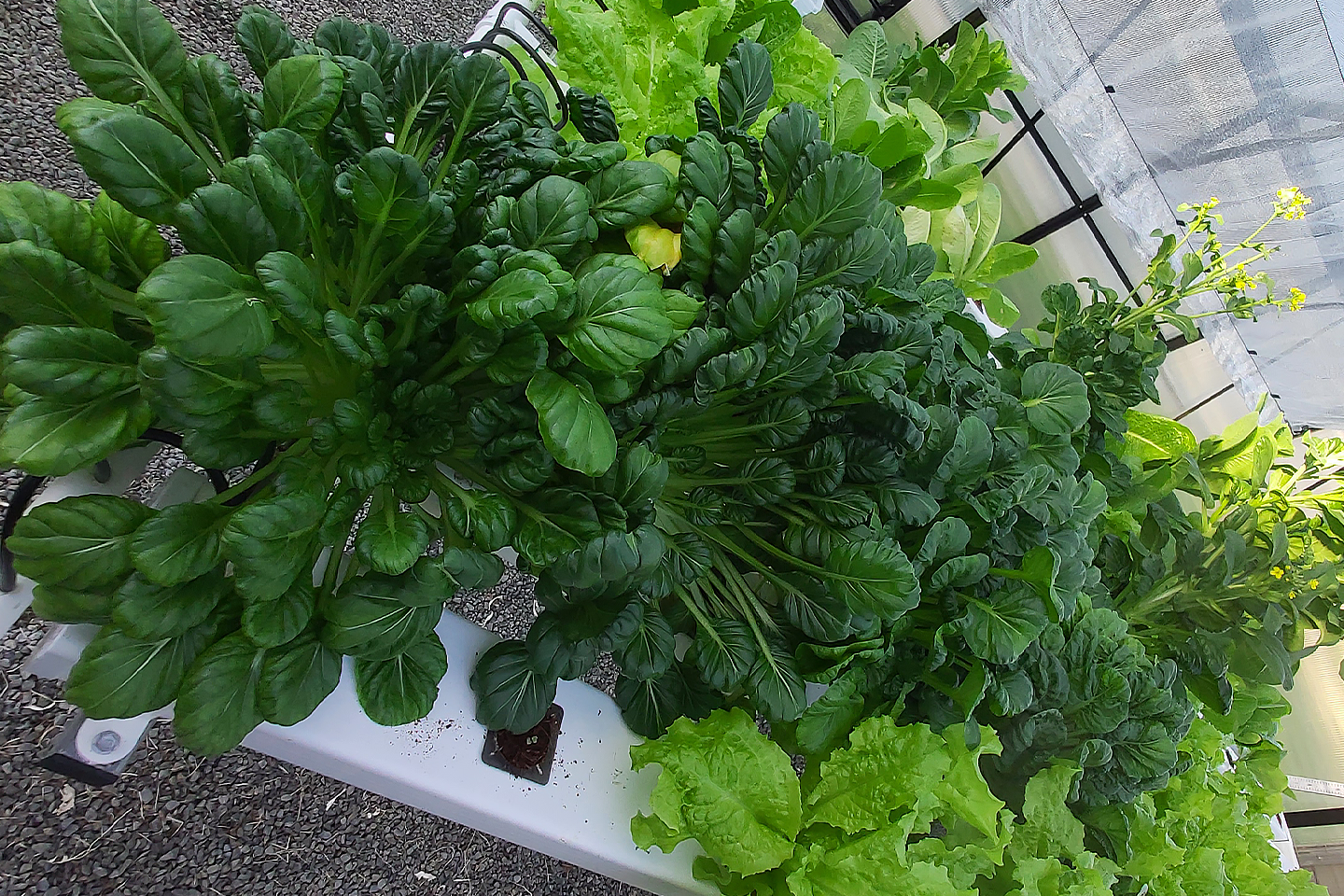 plants-greens-greenhouse