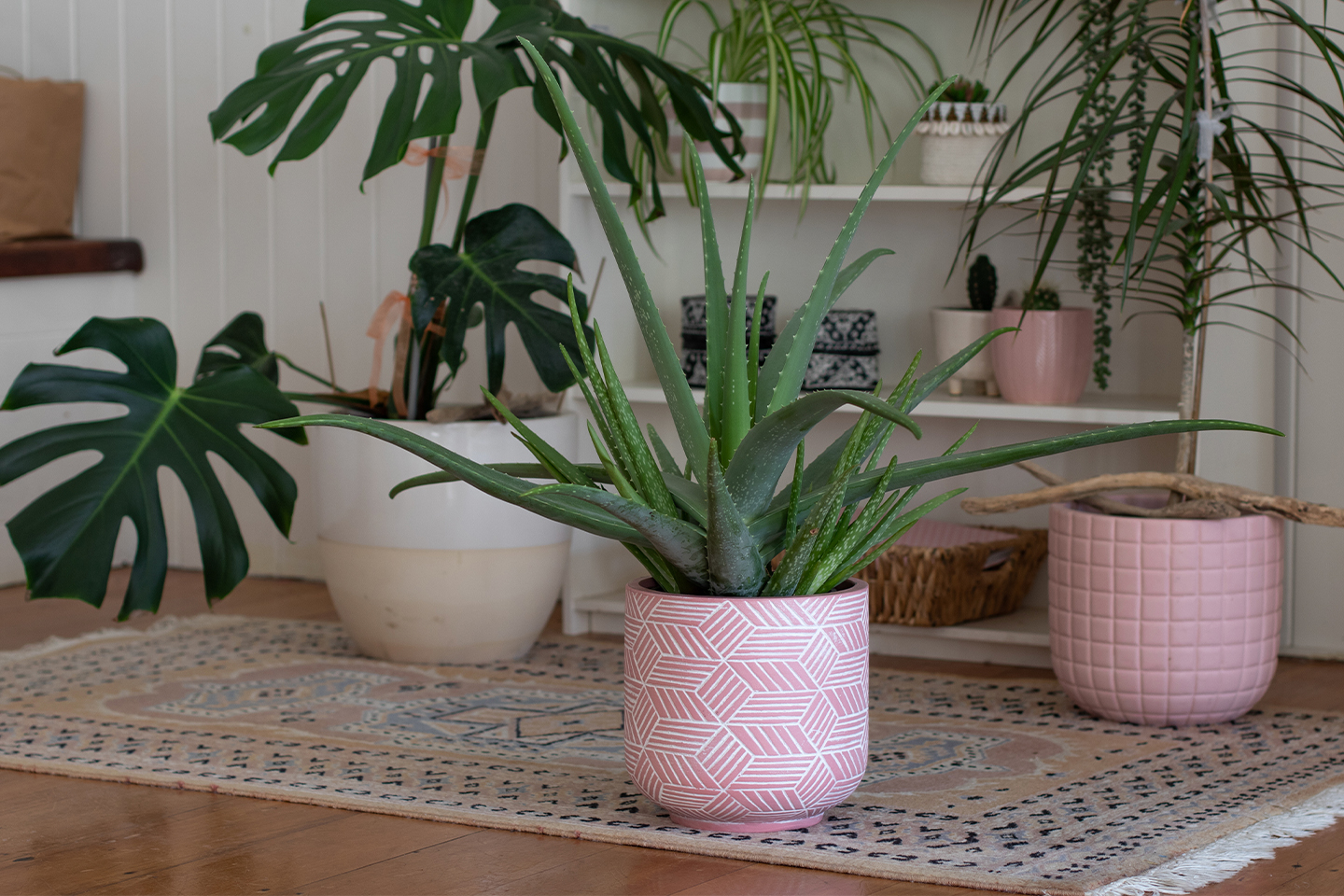 group-home-indoor-plants