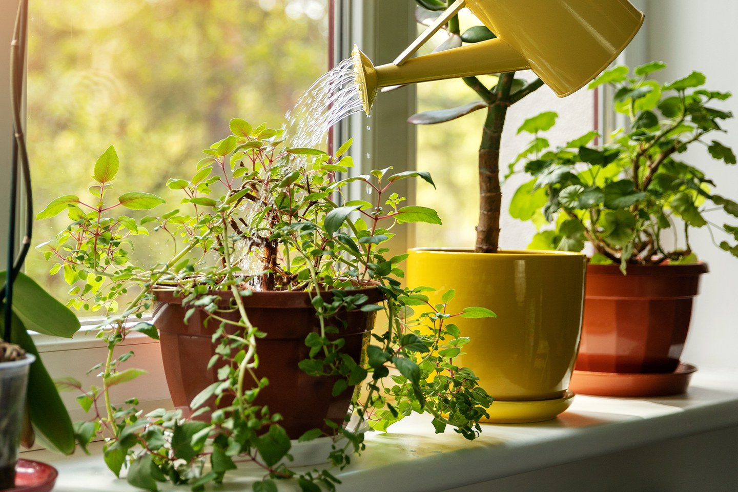 Bring the outdoors in with five styling tips that beautify your home and oxygenate the air.