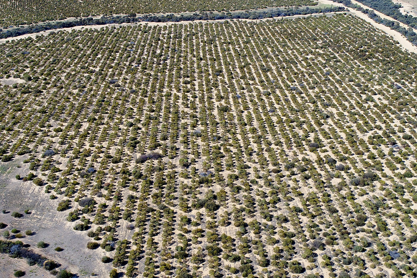 homeloans.com.au's Carbon Conscious program offsets harmful CO<sub>2</sub> emissions and increases biodiversity.