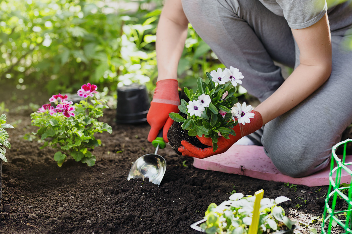 Top tips for looking after your garden through summer.