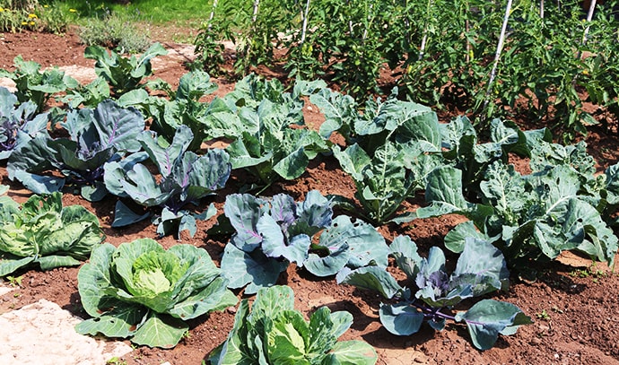 vegetable-farm