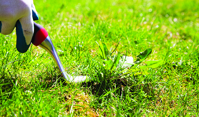 lawn-grass-green-thumb-gardener