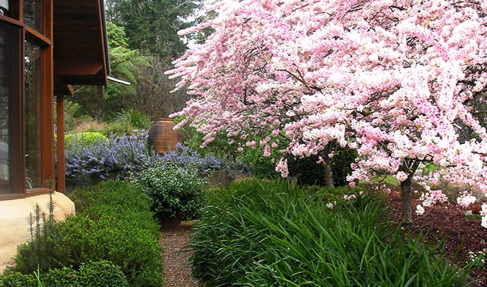 house-side-passage-bushes-cherry-blossoms