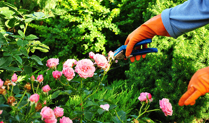 pruning-roses-gardening-pink-rose-cut