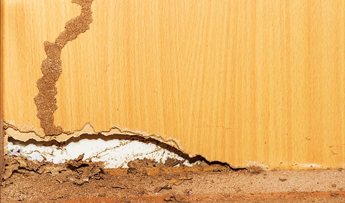 termites-floor-wall-infestation-pest