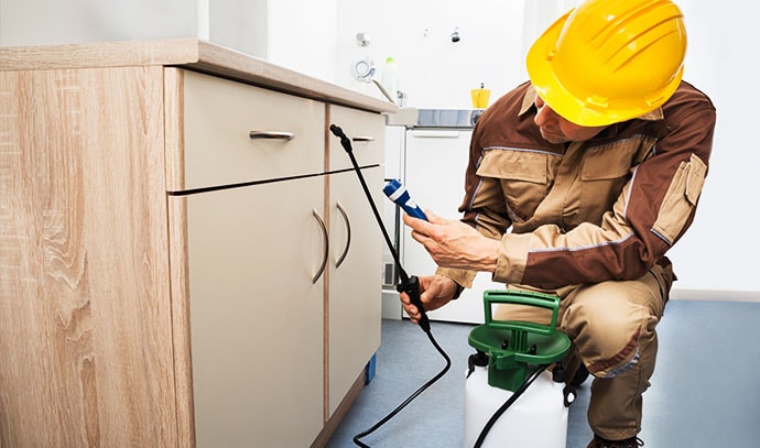 pest-control-cleaning-inspecting-pest-wooden-cabinet
