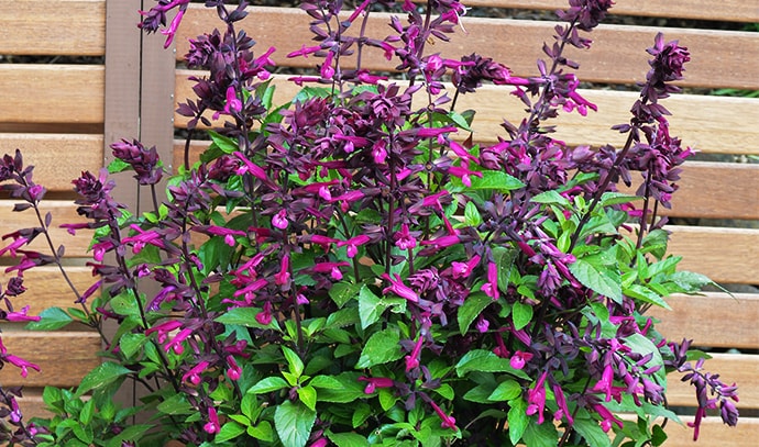 PGA-salvia-plants-love-wishes-in-pot-flowers