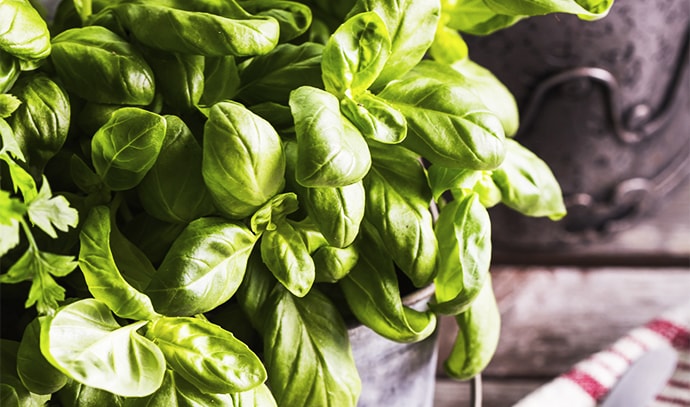 fresh-basil-leaves