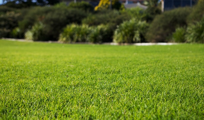 green-trimmed-lawn-morning