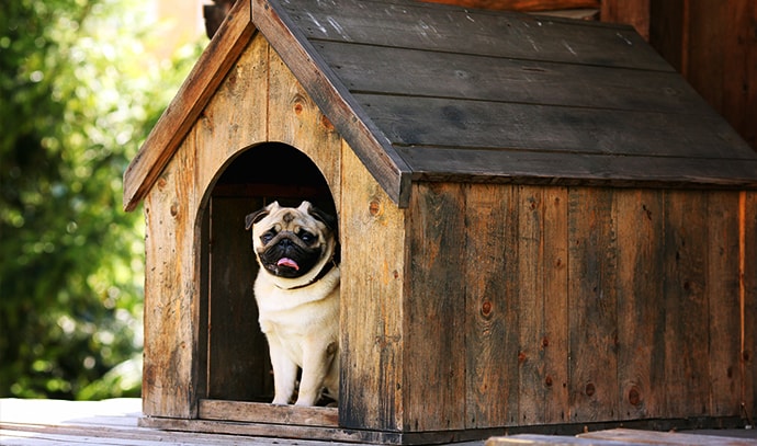 pug-dog-in-dog-house-kennel