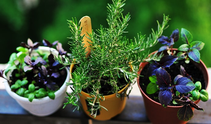 garden-plants-small-pots-at-balcony