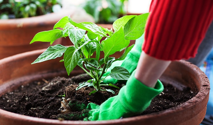 woman-planting-garden-plant-in-pot-balcony