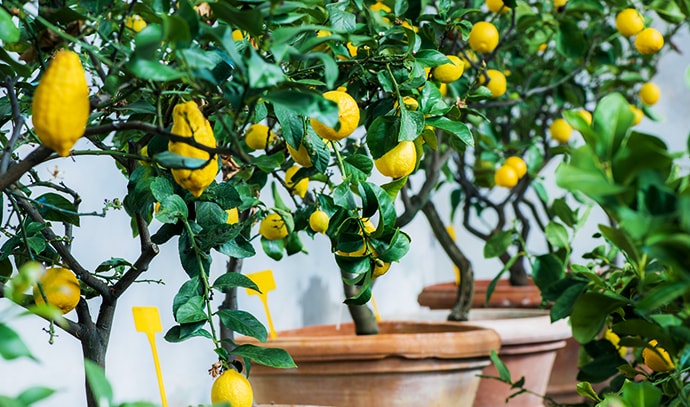 lemon-tree-cultivation