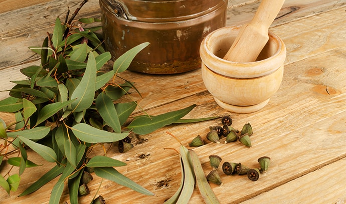 medicinal-eucalyptus-organic-cleaning-agent