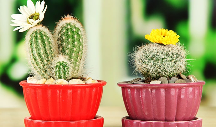 cactuses-flowerpots-flowers-wooden-windowsill