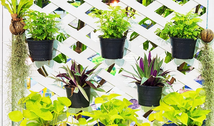 decorated-wall-vertical-garden-potted-plants-ideal-for-city-living-min