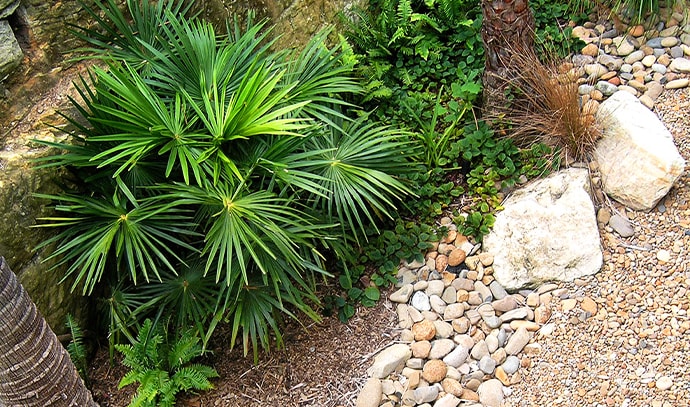 peter-glass-and-associates-garden-plant-arrangement-leaves-stones