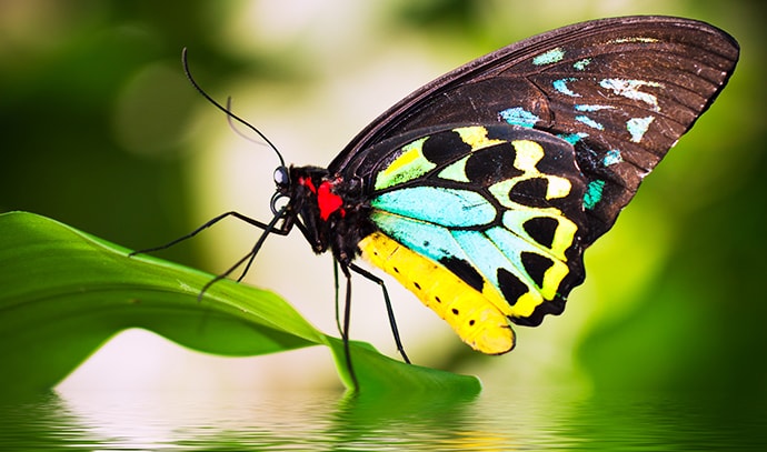 male-birdwing-butterfly-ornithoptera-euphorion