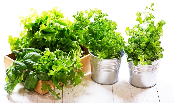 fresh-green-herbs-pots-wooden-table