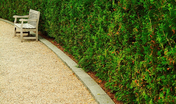 isolated-wooden-park-bench-next-plant-hedge