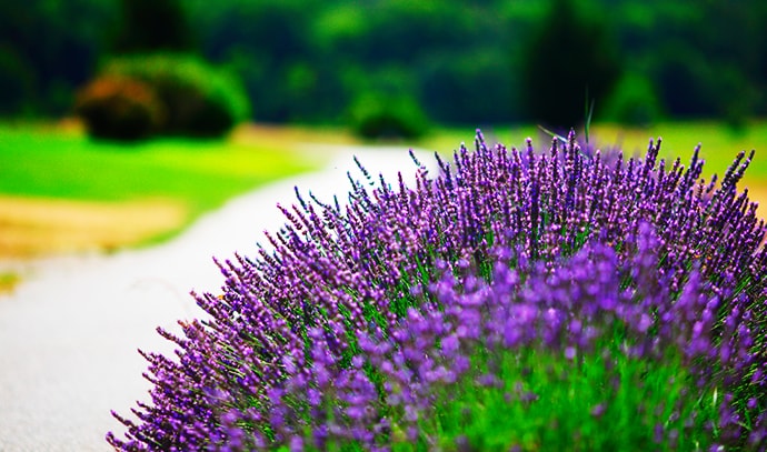 purple-lavender-flowers-close-up