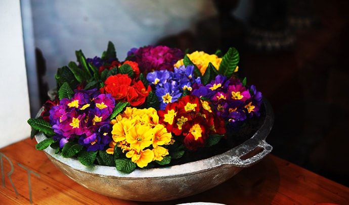 colourful-flowers-in-pot-close-up-ornament