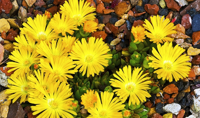 radiant-yellow-flower-over-pebble-rocks