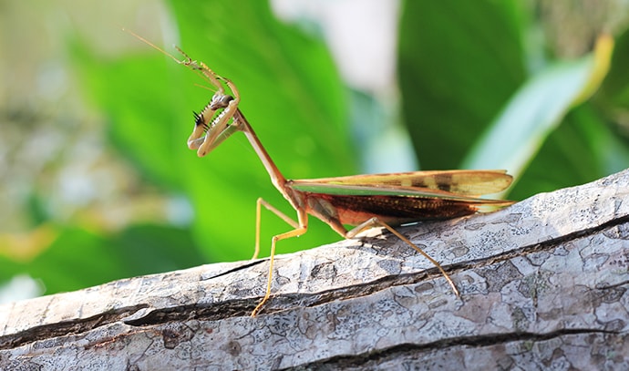 praying-manits-religiosa-large-predatory-insect