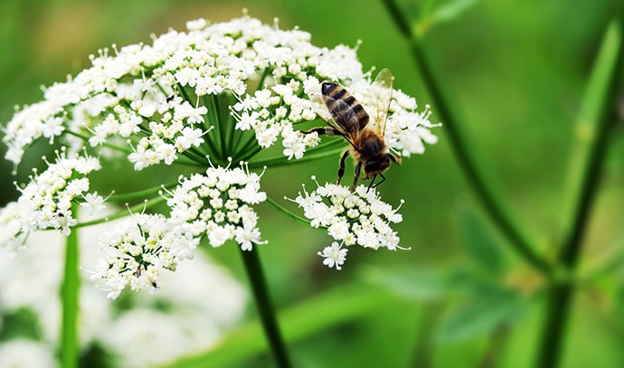 macro-shot-honey-bee-gathering-pollen-white-flower