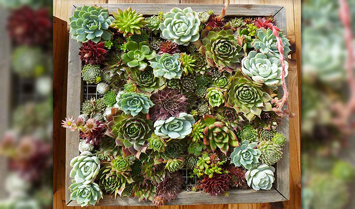 the-succulent-garden-vertical-garden-layout-leaf-flowers