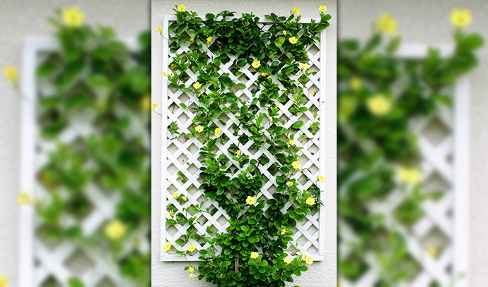 pinterest-crawling-vine-leaves-plant-vertical-garden