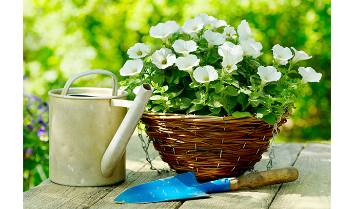summer-flowers-garden-tools-potted-colour-petunia-blossom-nature