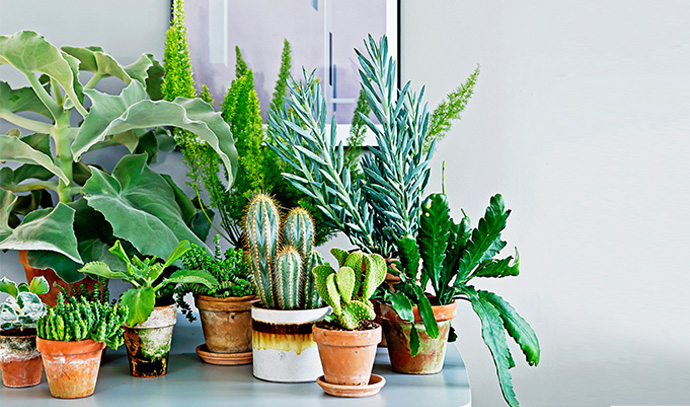christina-onsgaard-idecor-indoor-plants-contemporary-interior-design