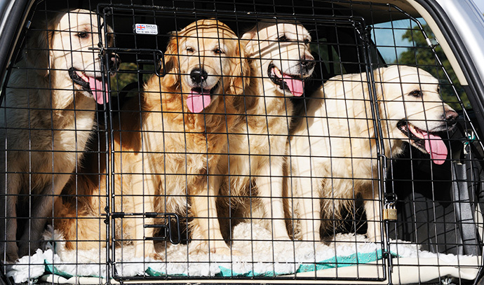 four-golden-retriever-dogs-back-car