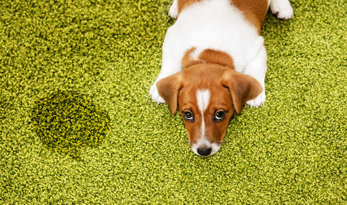 lying-pet-dog-pee-lawn-grass-outdoor