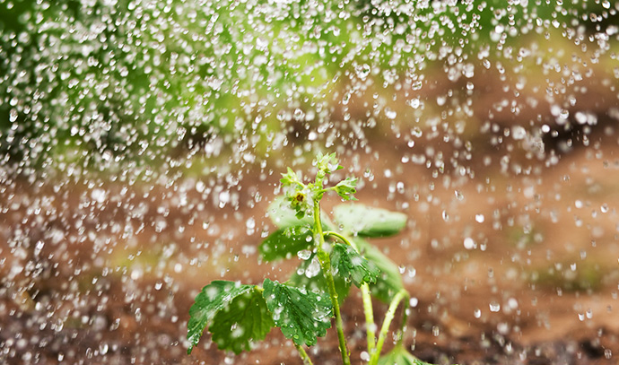 watering-fresh-strawberry-plant-waterdrops-air