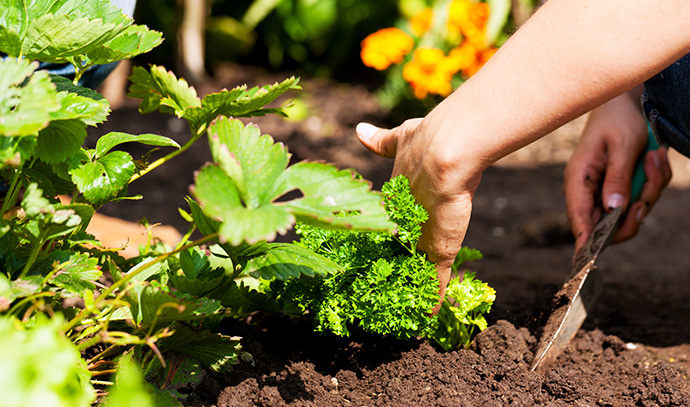 gardening-summer-woman-planting-strawberries-bed