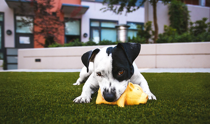 greenacres-dog-playing-toy-dark-lawn-backyard