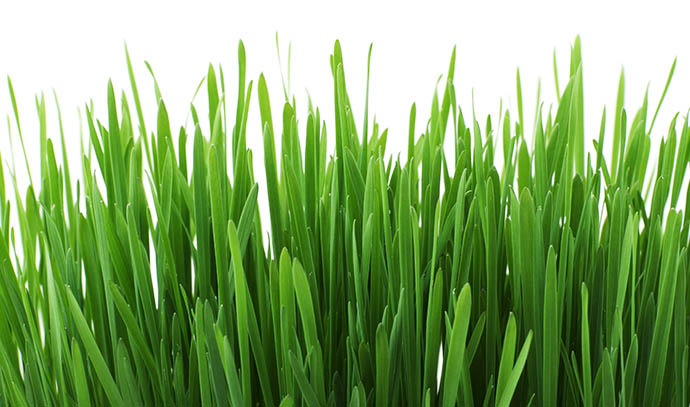 evergreen-synthetic-grass-closeup-fine-grass-long-white-background