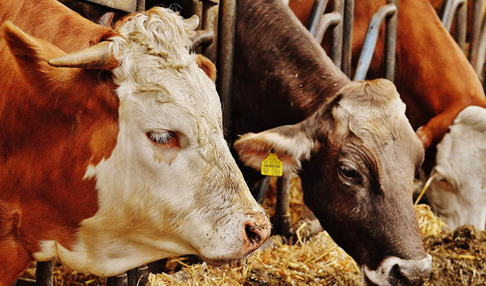 livestock-farm-cows-face-closeup-tagged-barn-hay