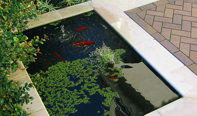 atc-pond-fish-living-water-garden