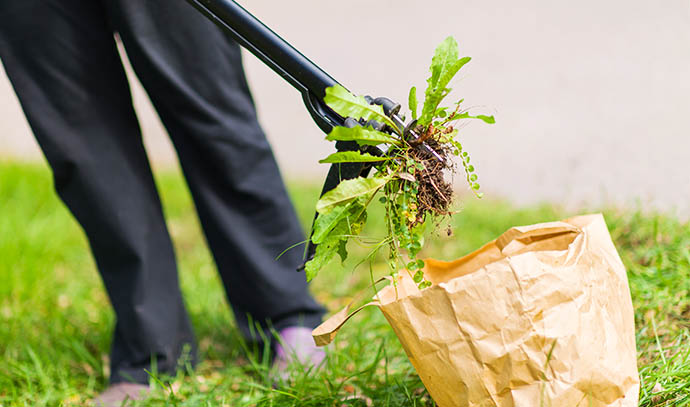 woman-pulling-weeds-out-dandelion-roots