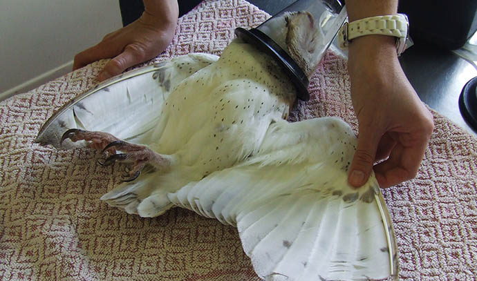 wires-northern-rivers-tawny-frogmouth-broken-feathers-wing