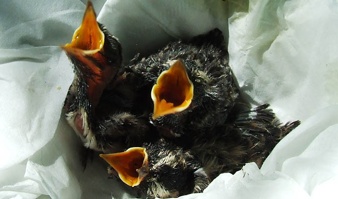 wires-northern-rivers-willy-wigtail-chicks