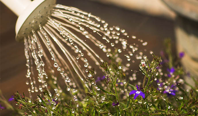 watering-plants-close-up