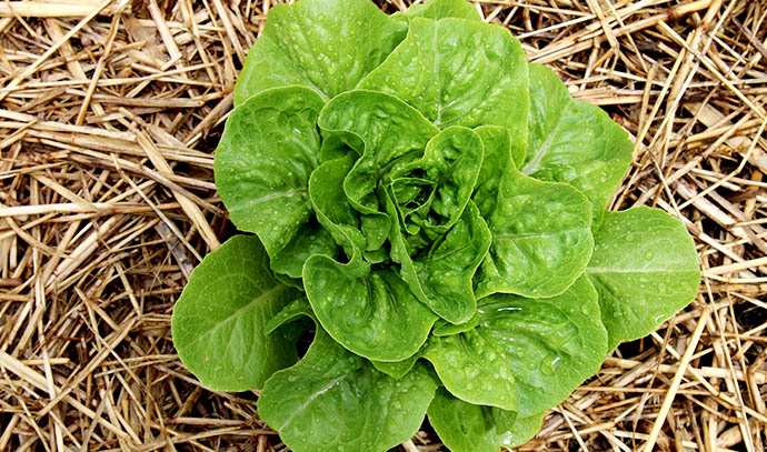 veda-dante-mulch-lettuce