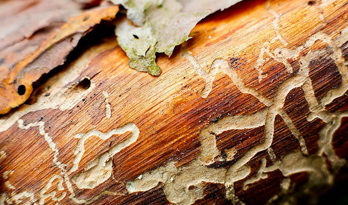termite-damage-wood